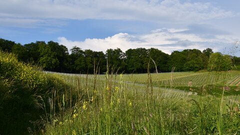 Protection de l'environnement chez THIEME